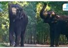 Madhuri Elephant Return : ‘वनतारा’तून बरी होऊन माधुरी हत्तीण परतीच्या वाटेवर; कोल्हापूरात आनंदाचं वातावरण