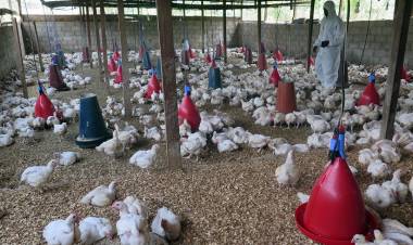  H3N8 बर्ड फ्लूचा पहिला रुग्ण चीनमध्ये आढळला