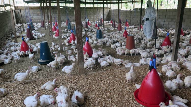  H3N8 बर्ड फ्लूचा पहिला रुग्ण चीनमध्ये आढळला
