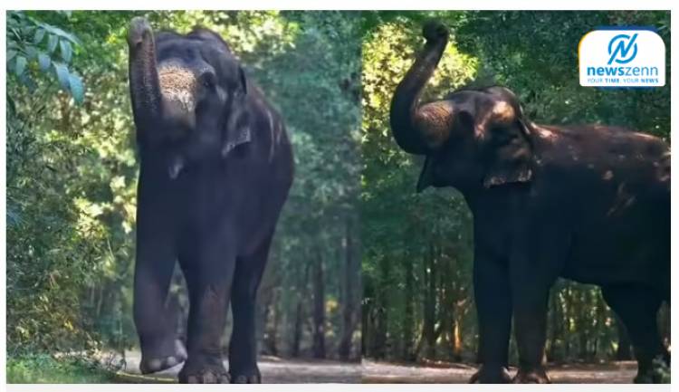 Madhuri Elephant Return : ‘वनतारा’तून बरी होऊन माधुरी हत्तीण परतीच्या वाटेवर; कोल्हापूरात आनंदाचं वातावरण